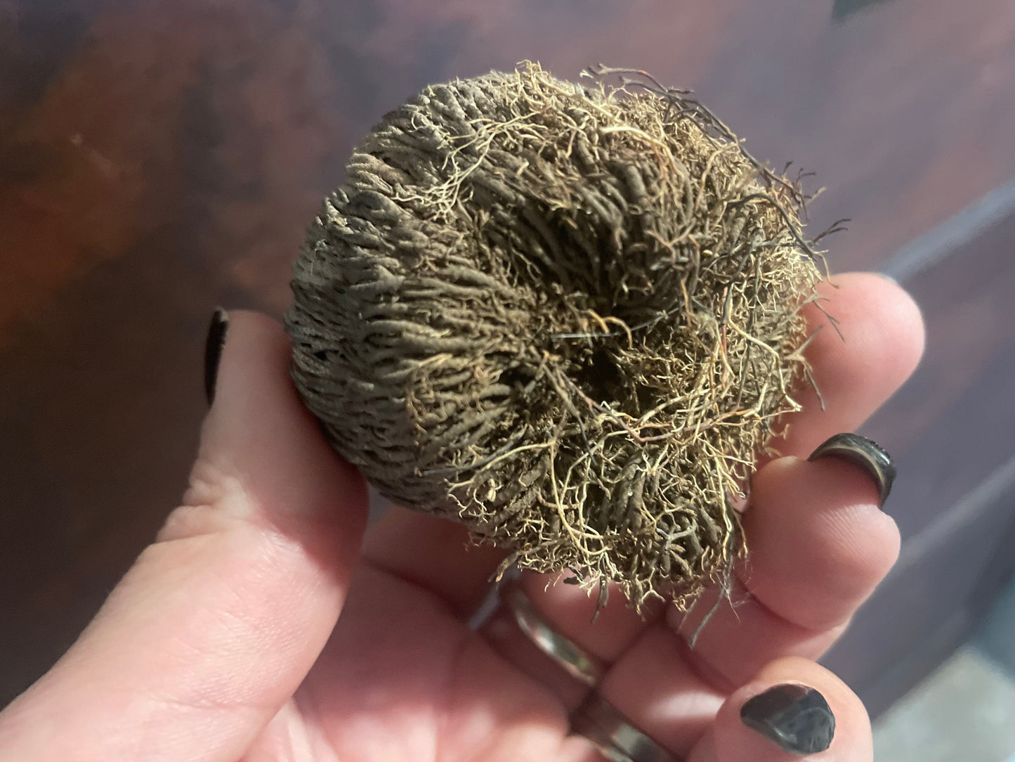 Reincarnation Plant Rose of Jericho Resurrection Abundance Magic Oddity Selaganella Lepidophylla