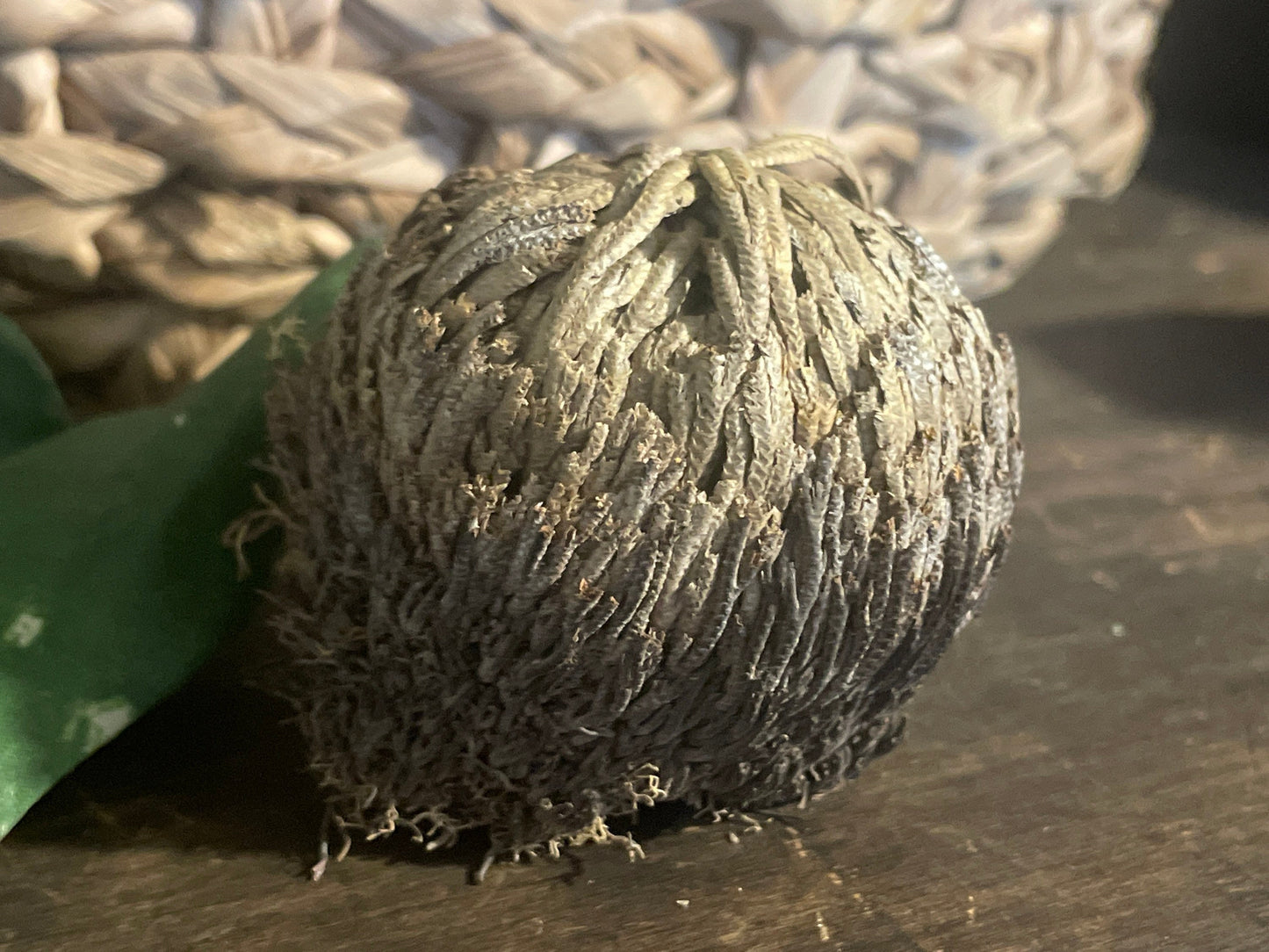 Reincarnation Plant Rose of Jericho Resurrection Abundance Magic Oddity Selaganella Lepidophylla
