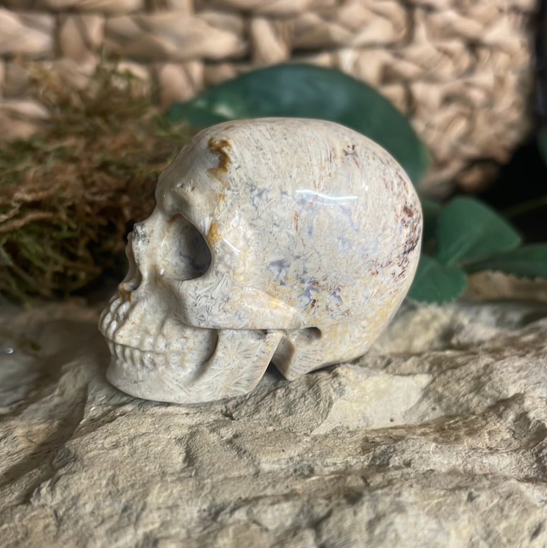 Fossilized Coral Crystal Skull