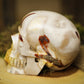 Large Skull Gemstone Polished Carved Mookaite Genuine Crystal Skull