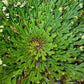 Reincarnation Plant Rose of Jericho Resurrection Abundance Magic Oddity Selaganella Lepidophylla