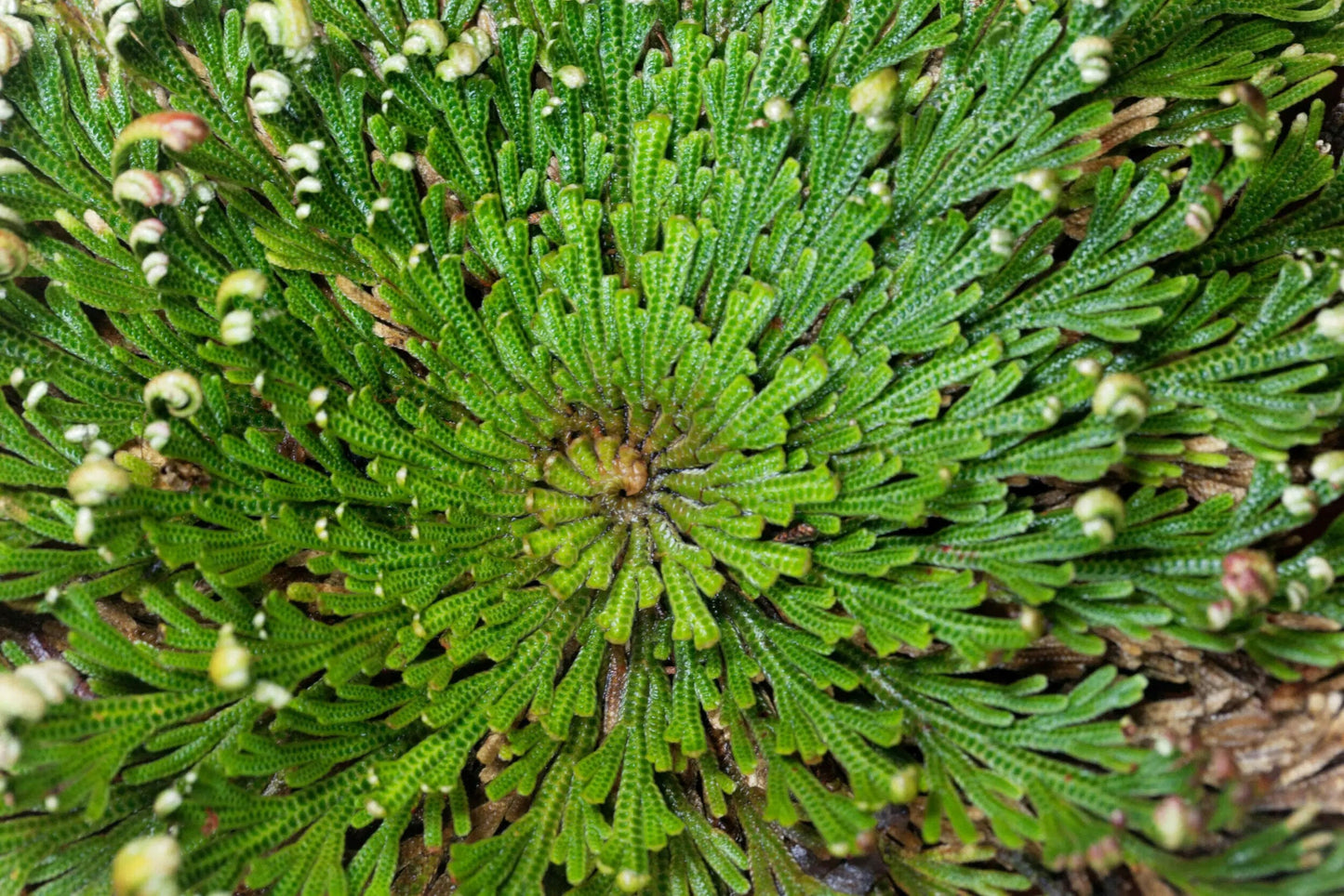 Reincarnation Plant Rose of Jericho Resurrection Abundance Magic Oddity Selaganella Lepidophylla