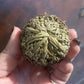 Reincarnation Plant Rose of Jericho Resurrection Abundance Magic Oddity Selaganella Lepidophylla