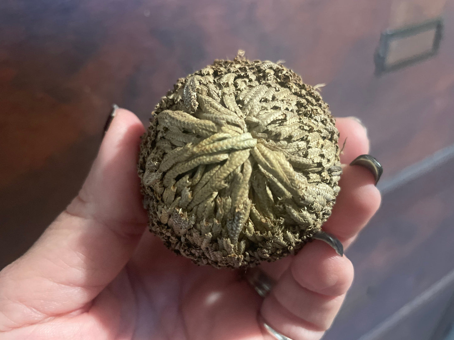 Reincarnation Plant Rose of Jericho Resurrection Abundance Magic Oddity Selaganella Lepidophylla