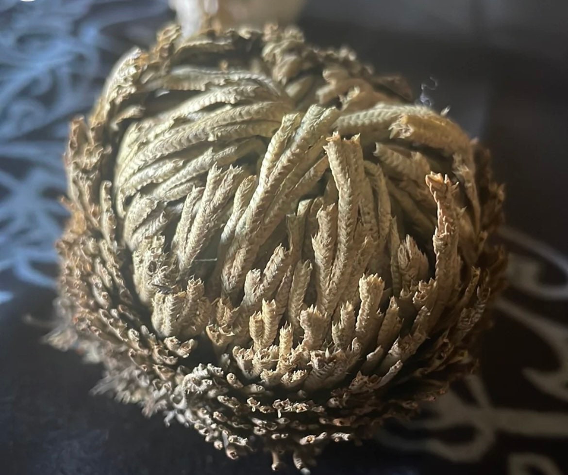 Reincarnation Plant Rose of Jericho Resurrection Abundance Magic Oddity Selaganella Lepidophylla