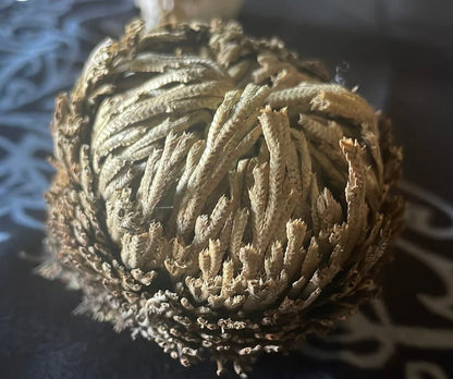 Reincarnation Plant Rose of Jericho Resurrection Abundance Magic Oddity Selaganella Lepidophylla