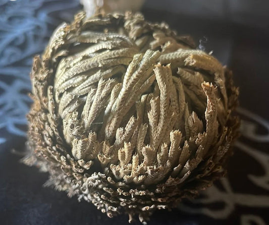 Reincarnation Plant Rose of Jericho Resurrection Abundance Magic Oddity Selaganella Lepidophylla