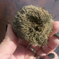 Reincarnation Plant Rose of Jericho Resurrection Abundance Magic Oddity Selaganella Lepidophylla