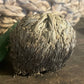 Reincarnation Plant Rose of Jericho Resurrection Abundance Magic Oddity Selaganella Lepidophylla
