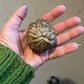 Reincarnation Plant Rose of Jericho Resurrection Abundance Magic Oddity Selaganella Lepidophylla