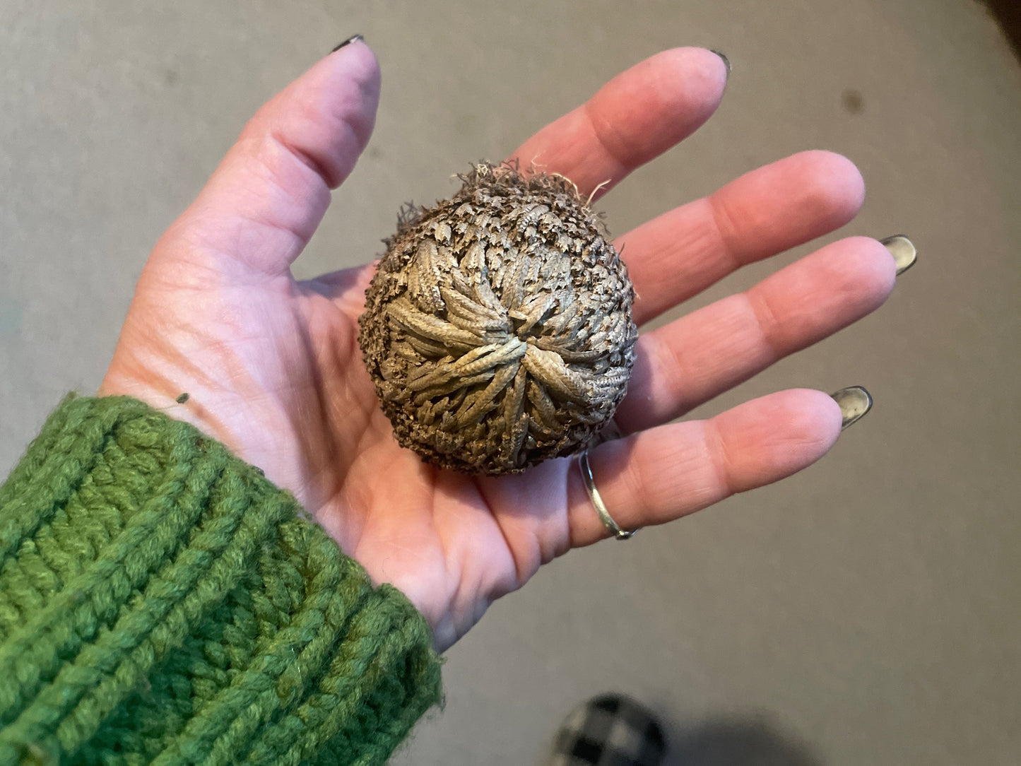 Reincarnation Plant Rose of Jericho Resurrection Abundance Magic Oddity Selaganella Lepidophylla