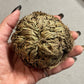 Reincarnation Plant Rose of Jericho Resurrection Abundance Magic Oddity Selaganella Lepidophylla