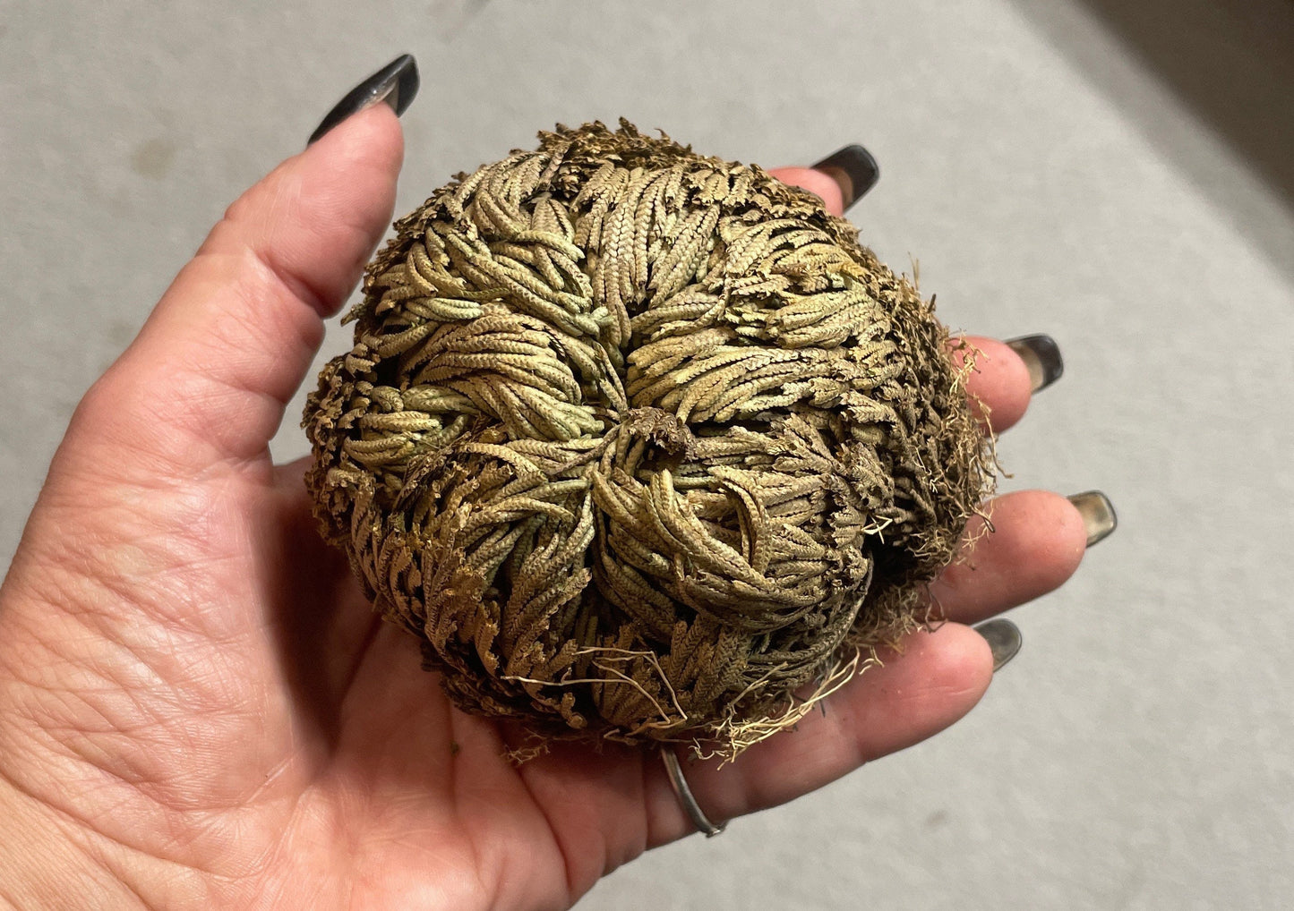 Reincarnation Plant Rose of Jericho Resurrection Abundance Magic Oddity Selaganella Lepidophylla