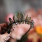 Smoky Quartz Crown TIara | Photo Prop | Witchcraft | Goth | Moon Goddess | Moonchild