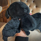 Winged Plush Vampire Bat with Crescent Moon Soft Cute Little Monster