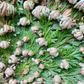 Resurrection Rose of Jericho