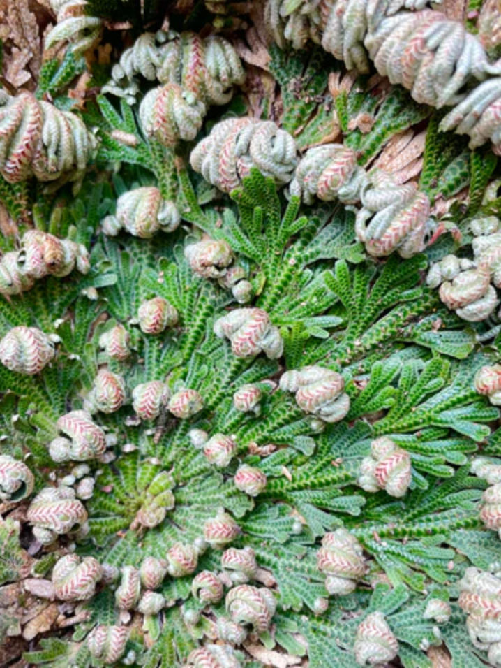 Resurrection Rose of Jericho