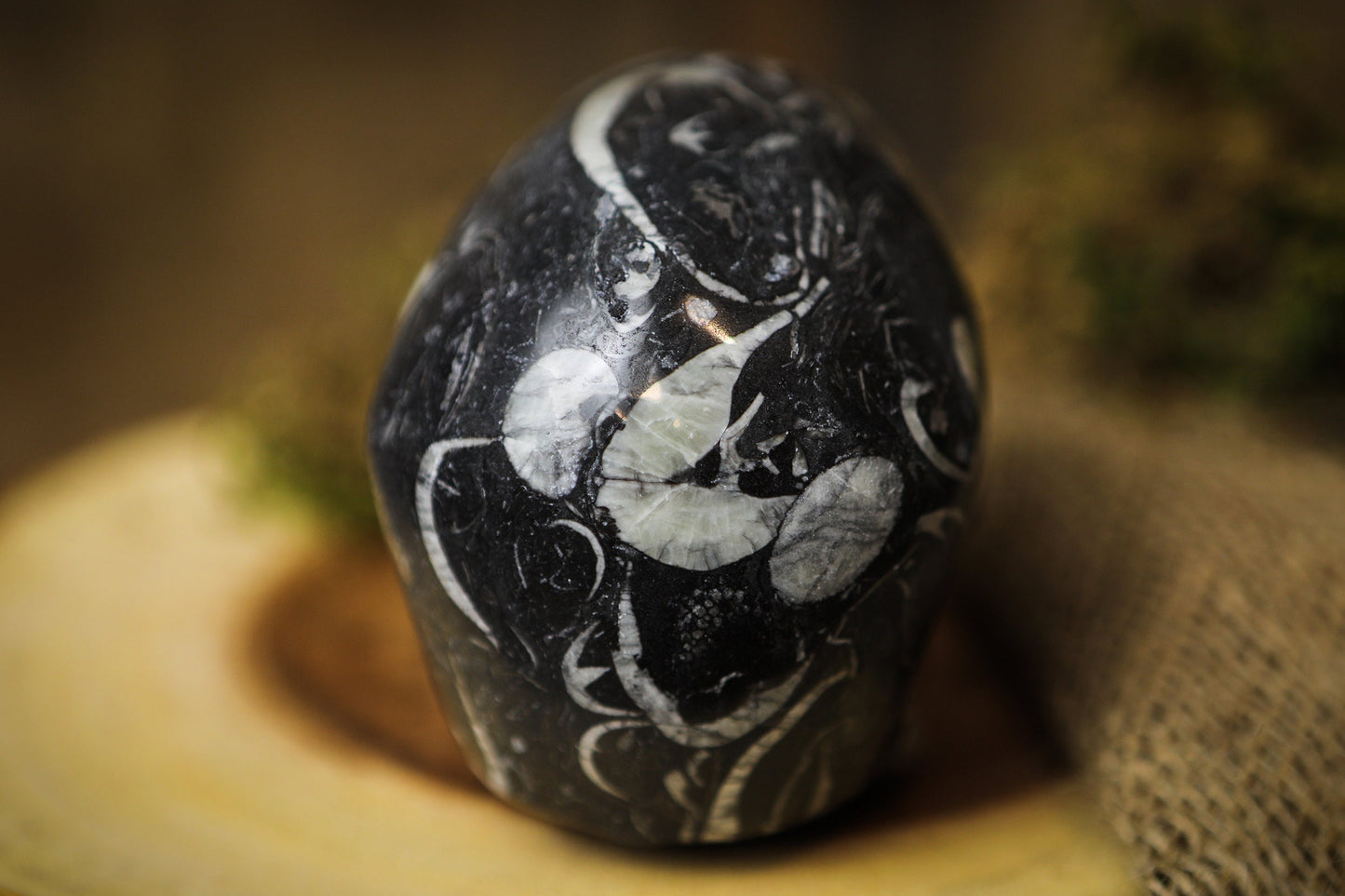 Large Crinoid Crystal Skull