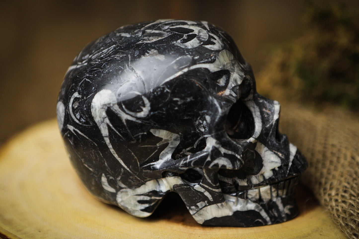 Large Crinoid Crystal Skull