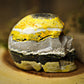 Bumblebee Jasper Crystal Skull