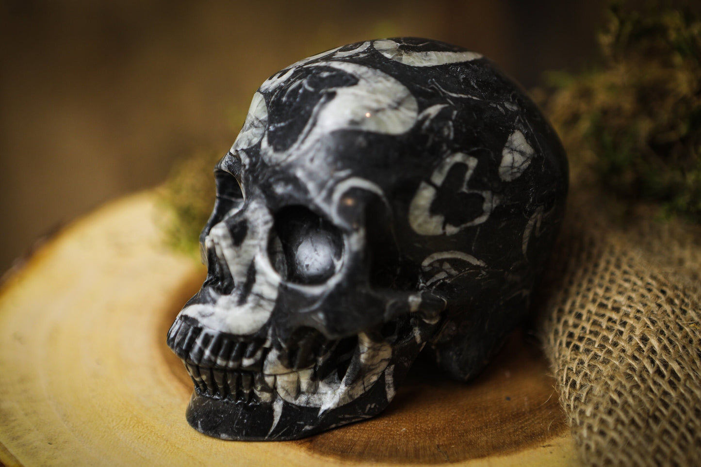 Large Crinoid Crystal Skull