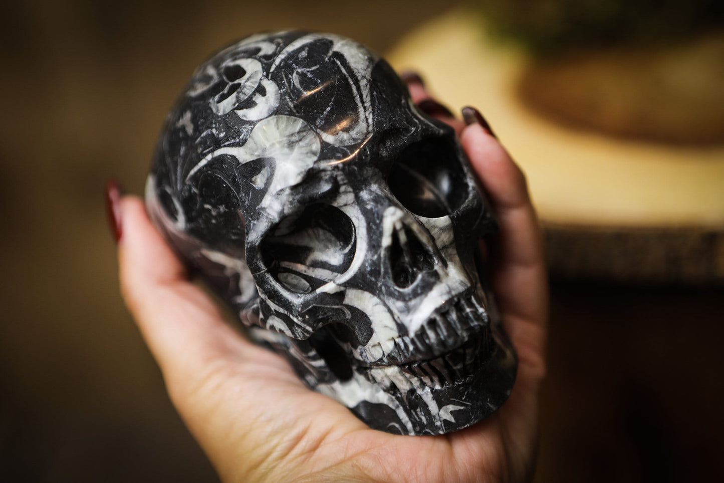 Large Crinoid Crystal Skull