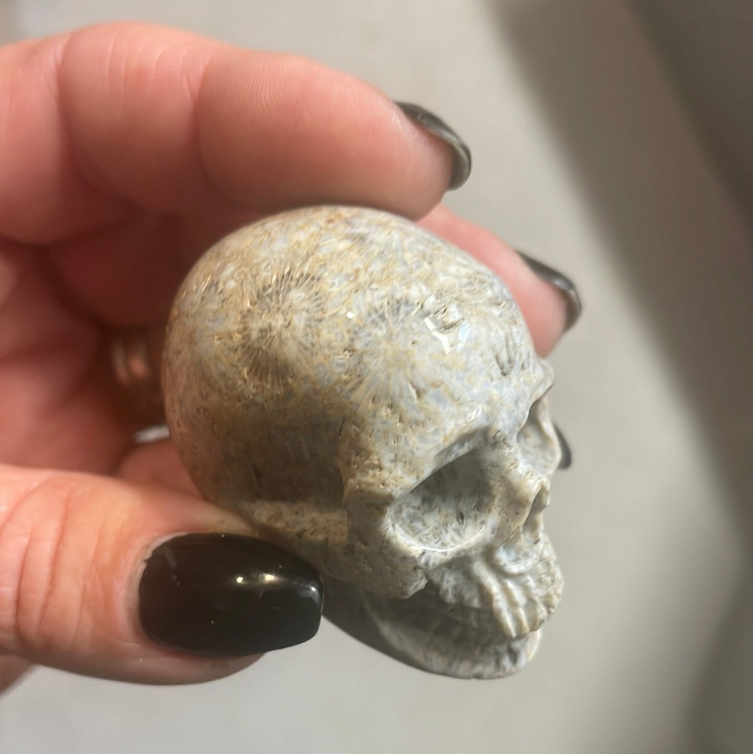 Fossilized Coral Crystal Skull