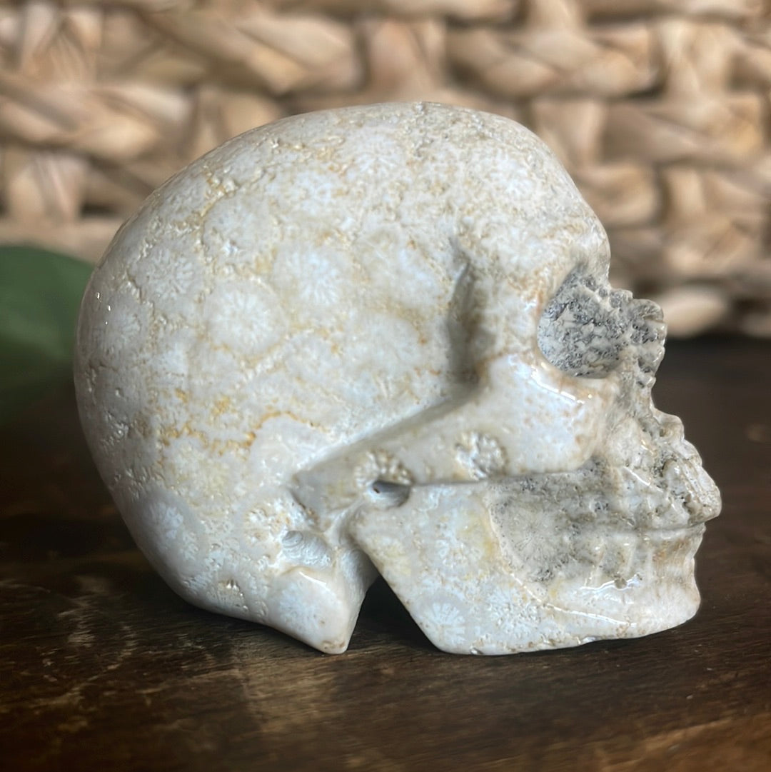 Fossilized Coral Crystal Skull