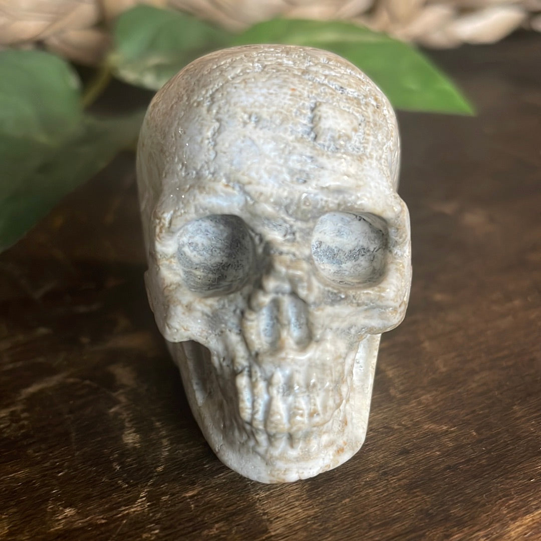 Fossilized Coral Crystal Skull