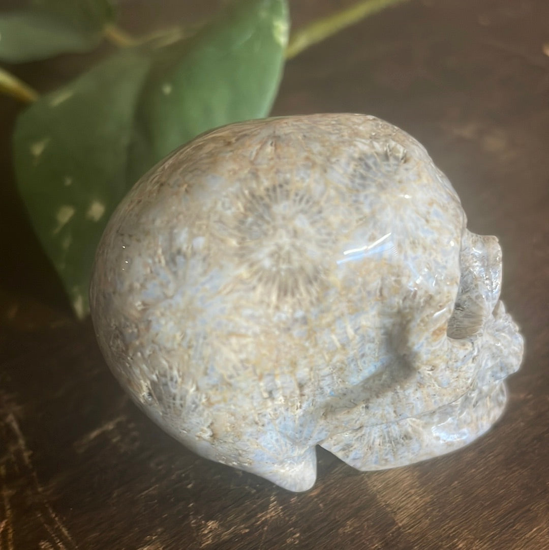 Fossilized Coral Crystal Skull