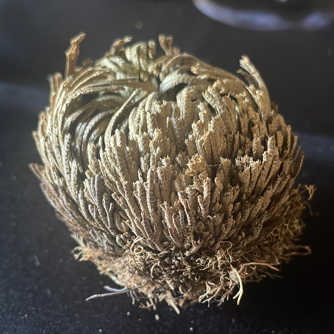 Resurrection Rose of Jericho