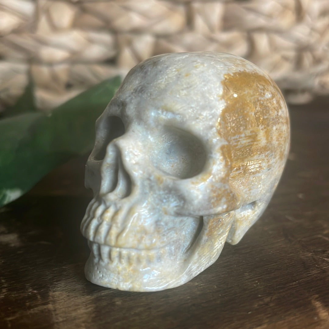 Fossilized Coral Crystal Skull