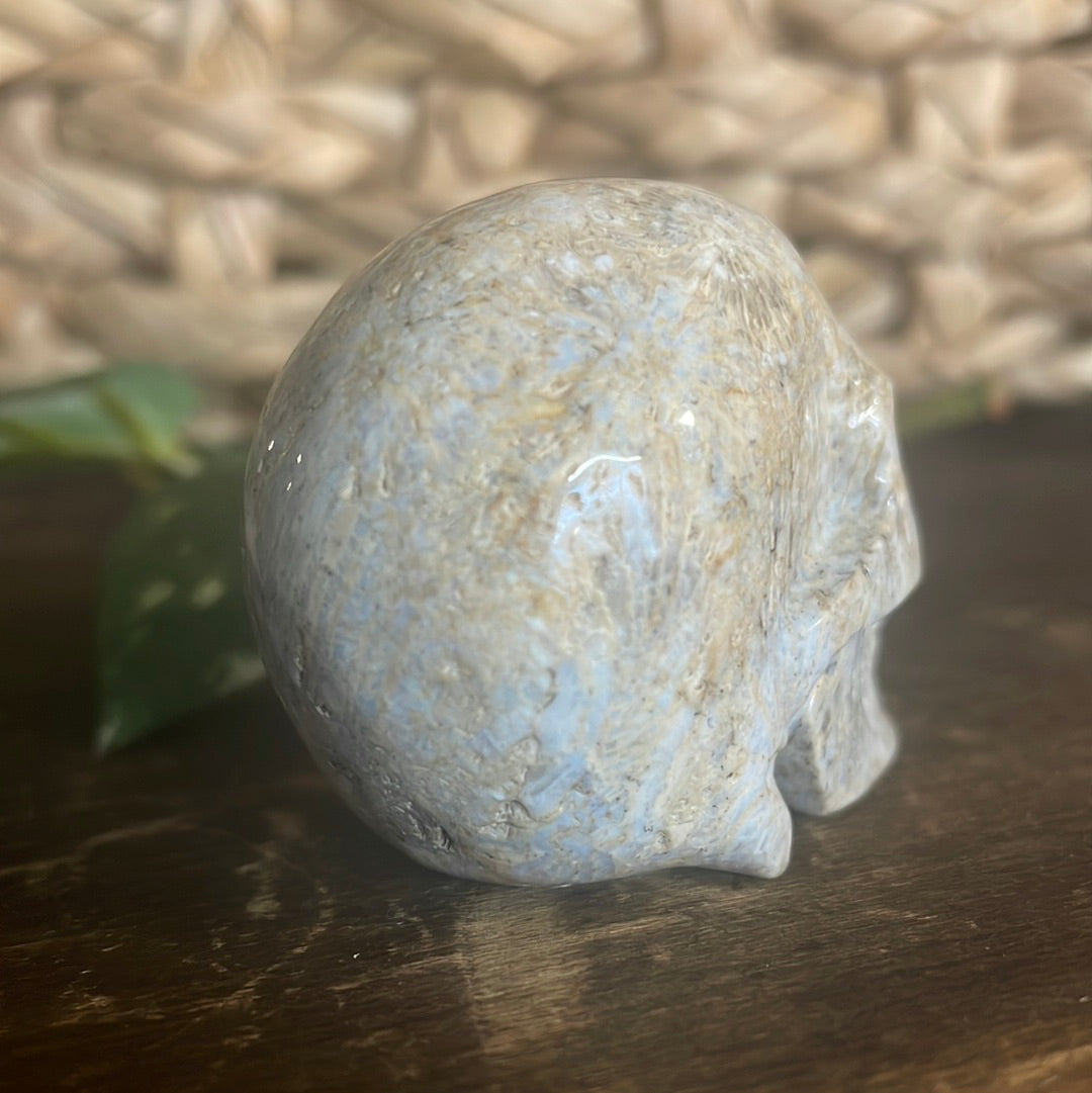 Fossilized Coral Crystal Skull