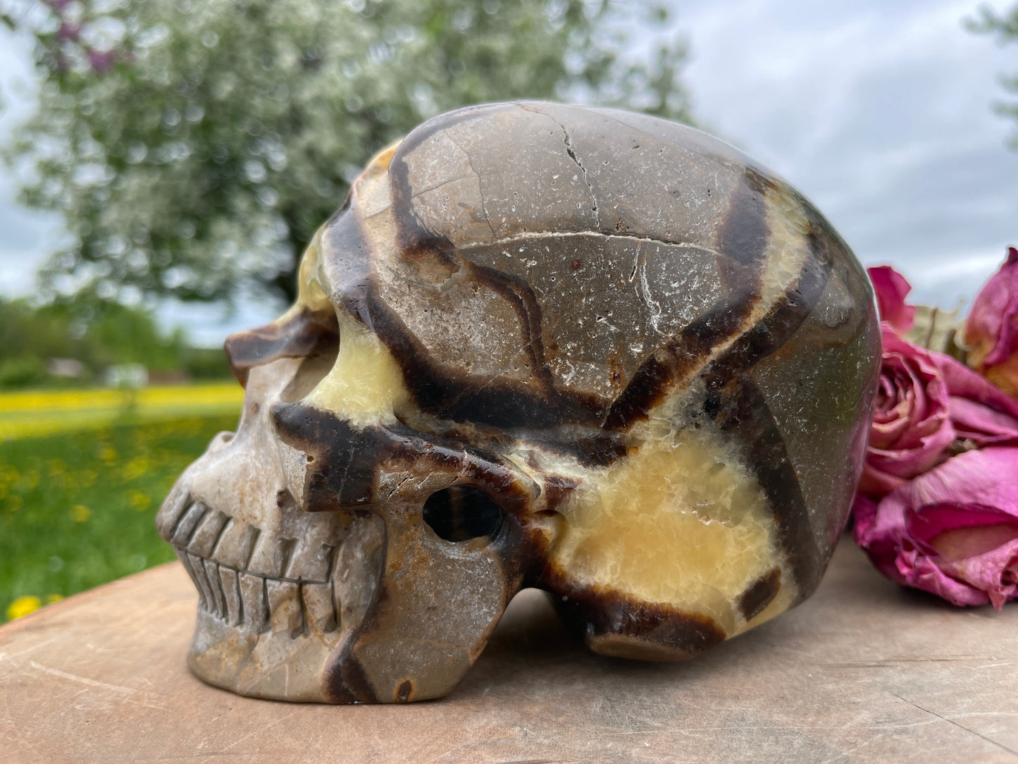 Large Septarian Crystal Skull