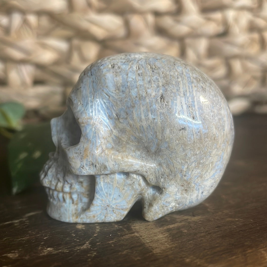 Fossilized Coral Crystal Skull