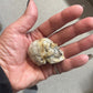 Fossilized Coral Crystal Skull