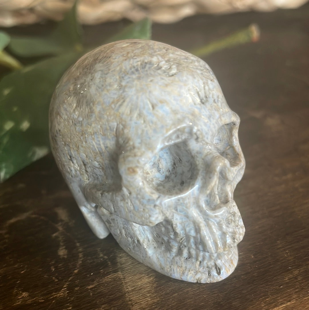 Fossilized Coral Crystal Skull