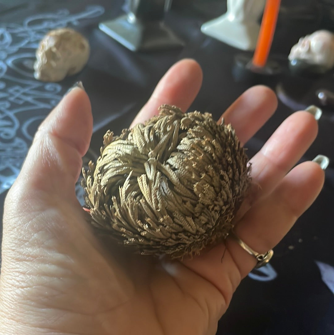 Resurrection Rose of Jericho