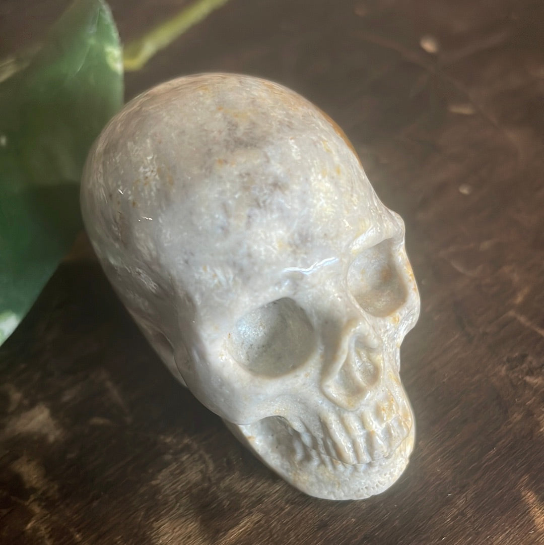 Fossilized Coral Crystal Skull