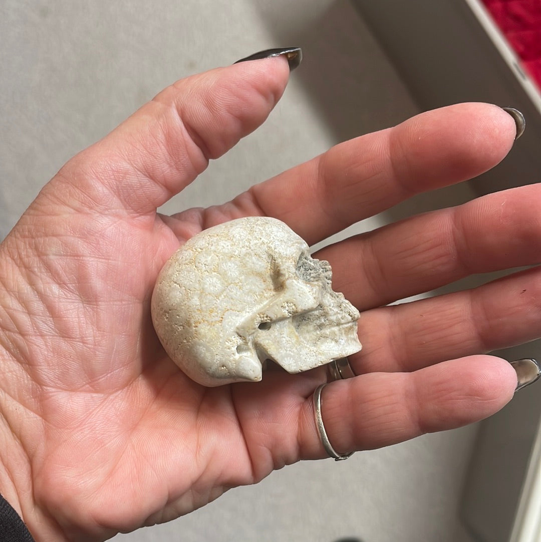 Fossilized Coral Crystal Skull