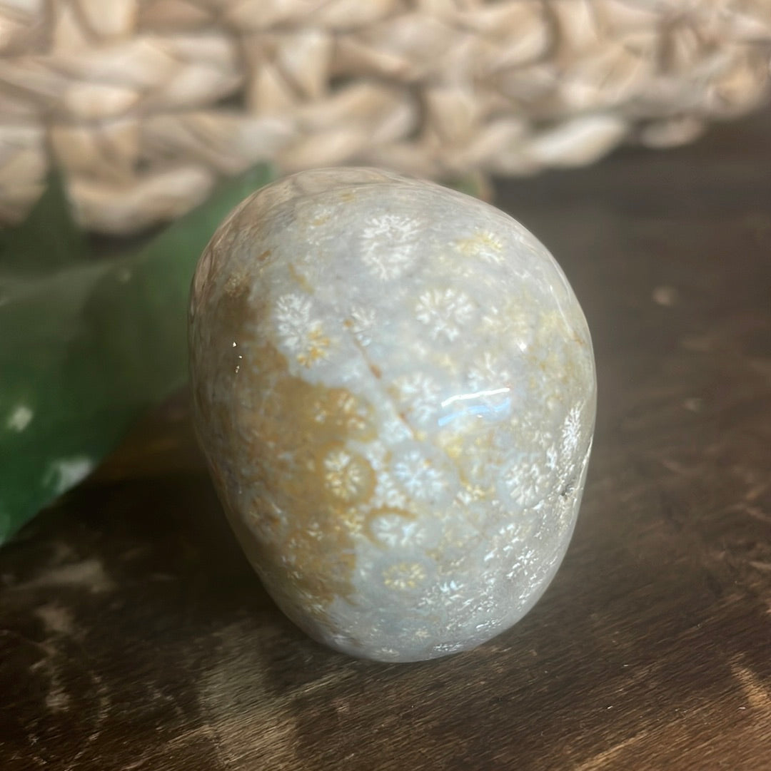 Fossilized Coral Crystal Skull