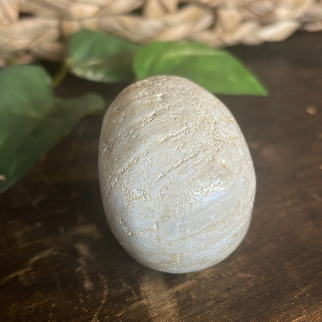 Fossilized Coral Crystal Skull