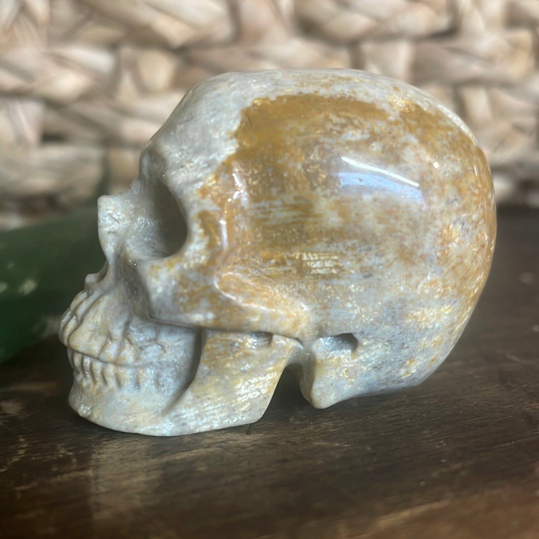 Fossilized Coral Crystal Skull