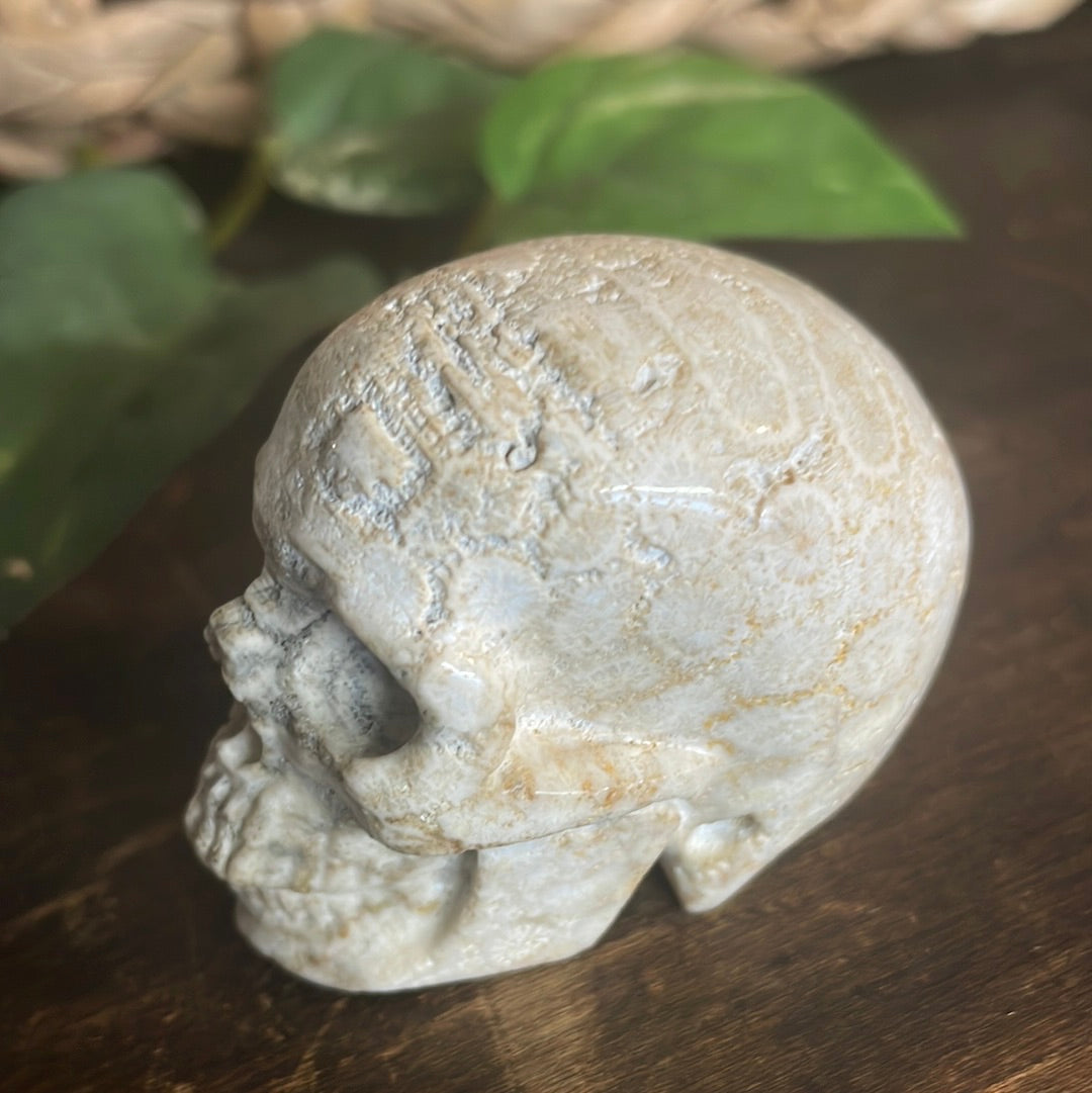 Fossilized Coral Crystal Skull