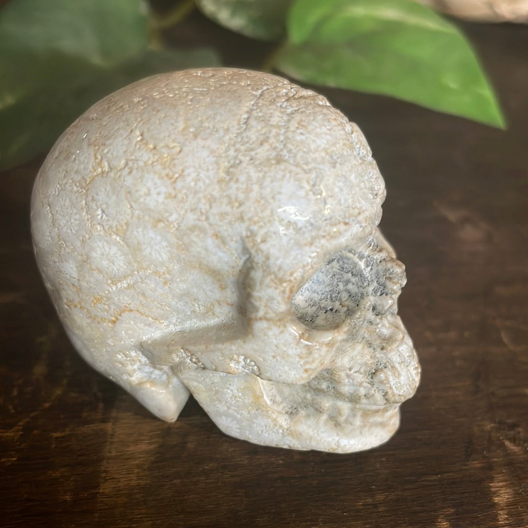 Fossilized Coral Crystal Skull