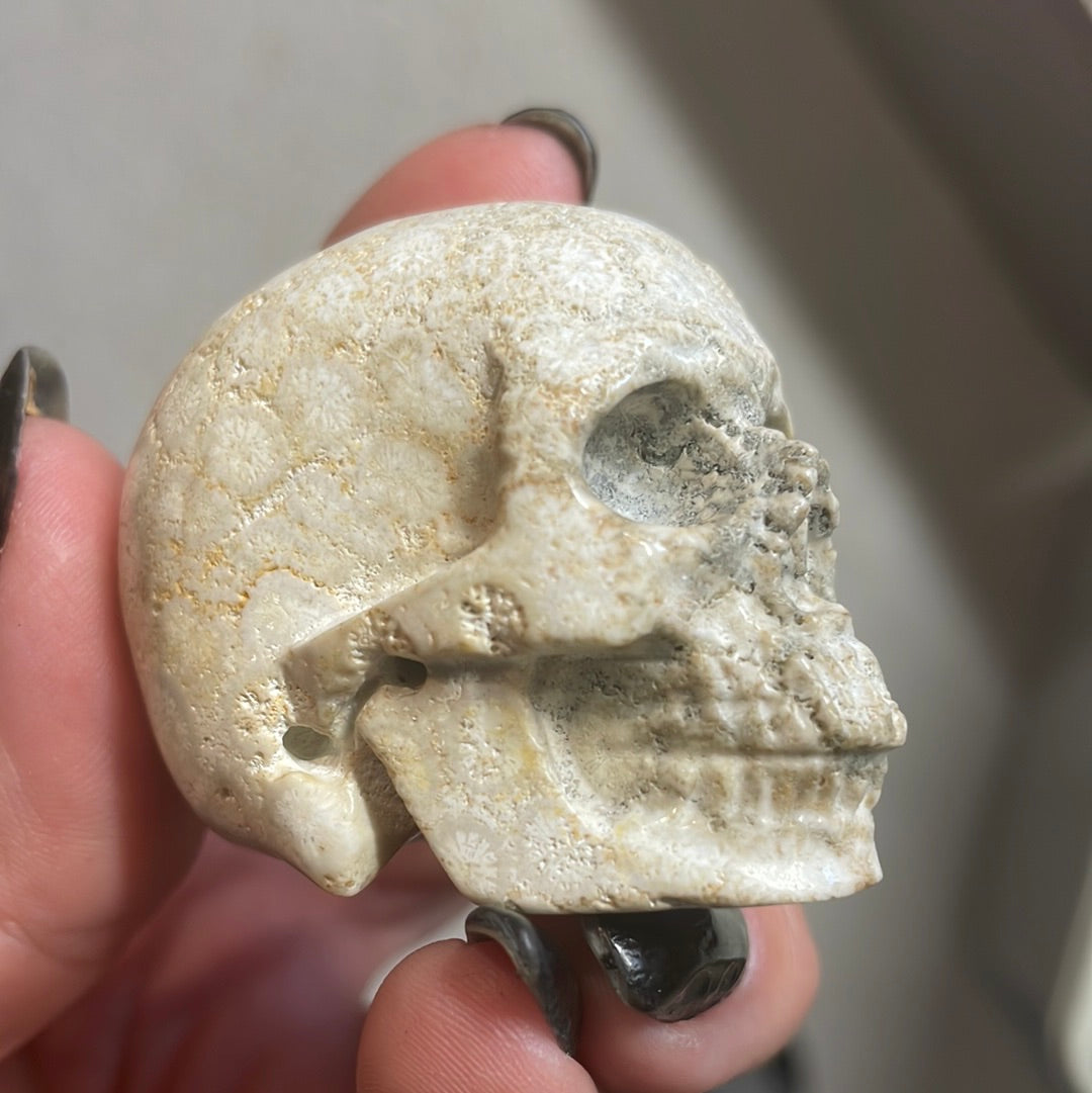 Fossilized Coral Crystal Skull