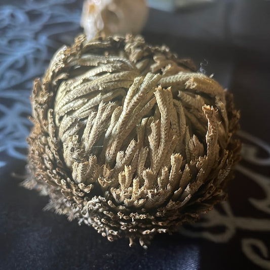 Resurrection Rose of Jericho