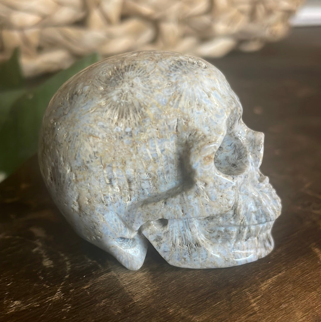 Fossilized Coral Crystal Skull