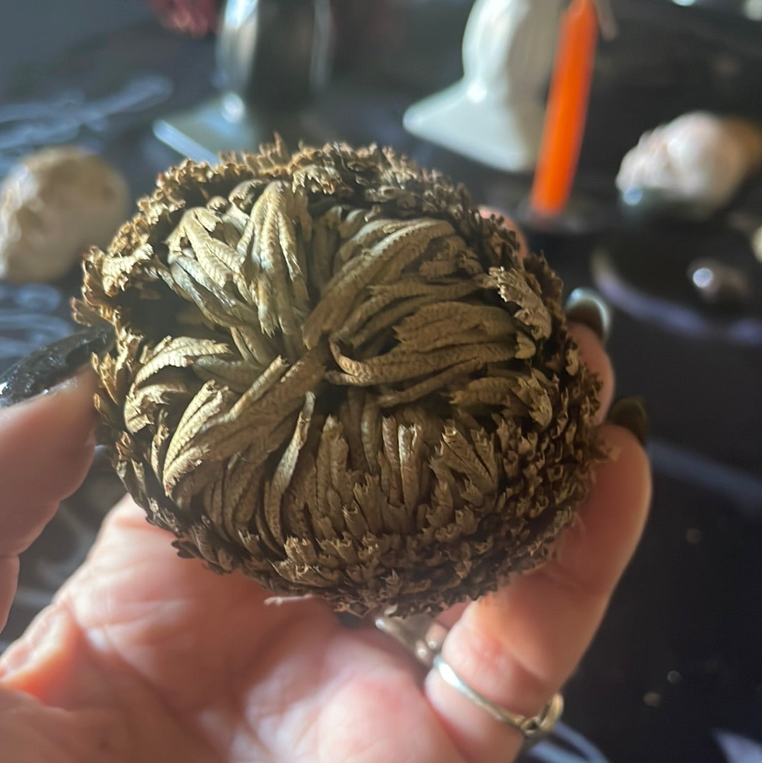 Resurrection Rose of Jericho