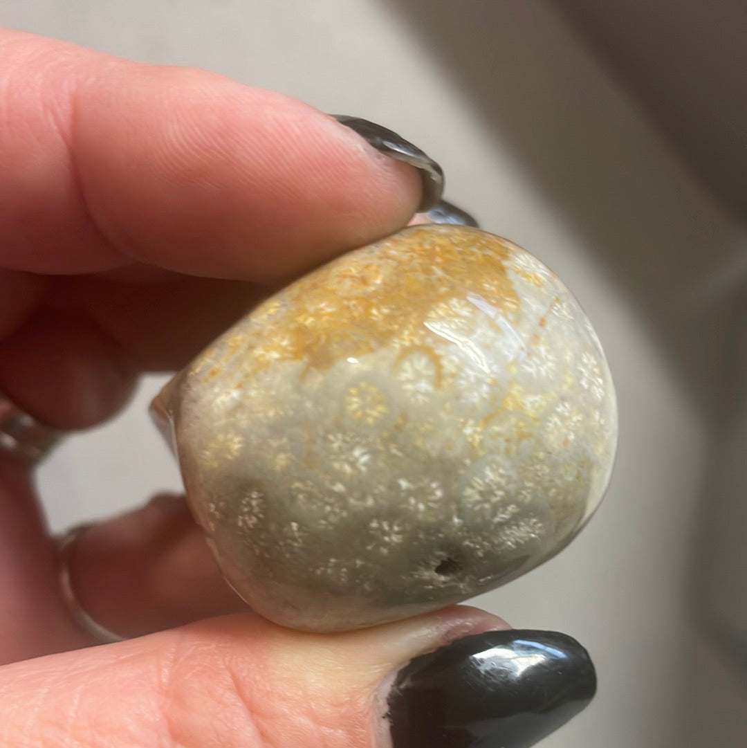 Fossilized Coral Crystal Skull